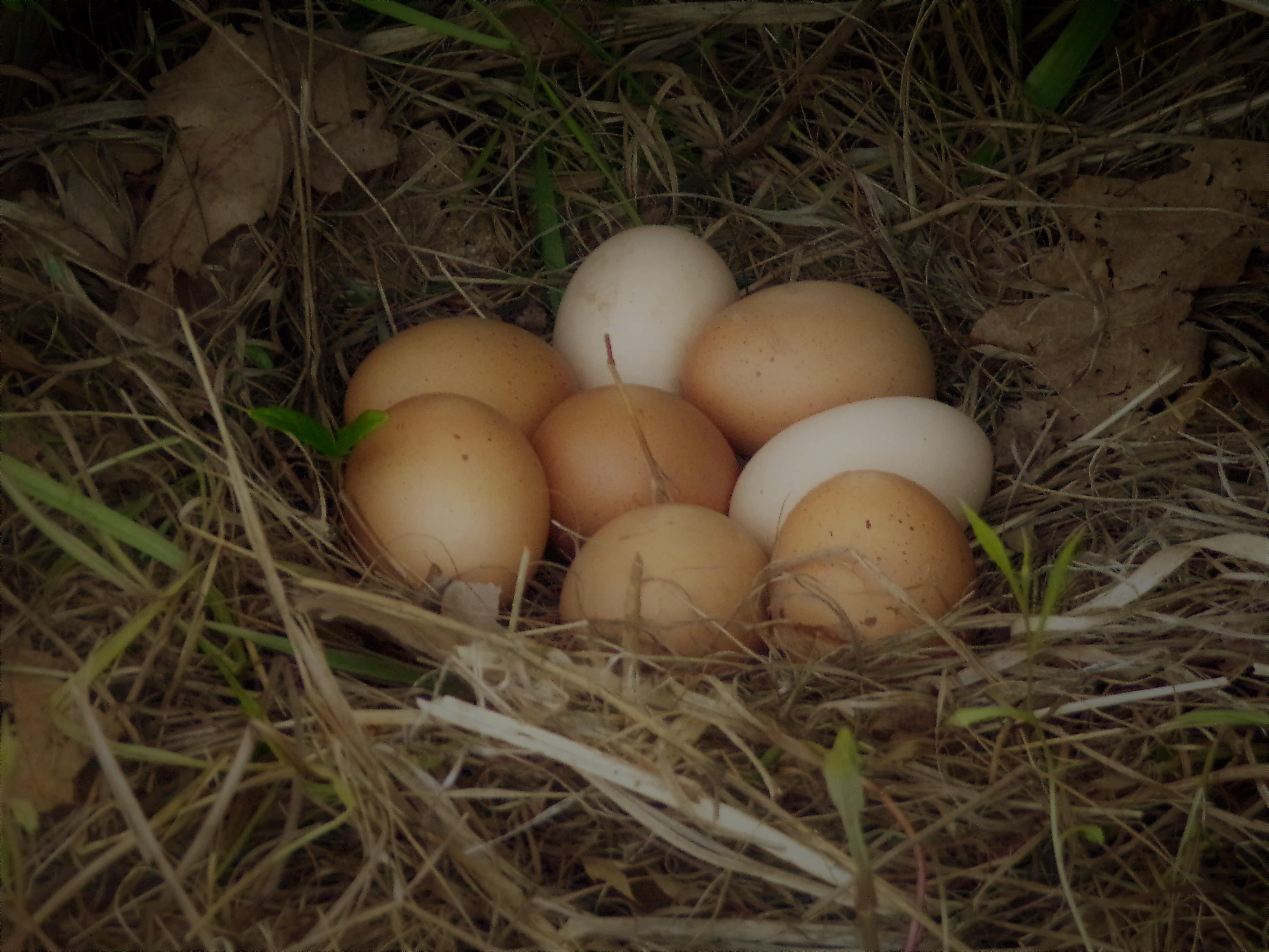 a group of brown chicken eggs sit in a nest outside