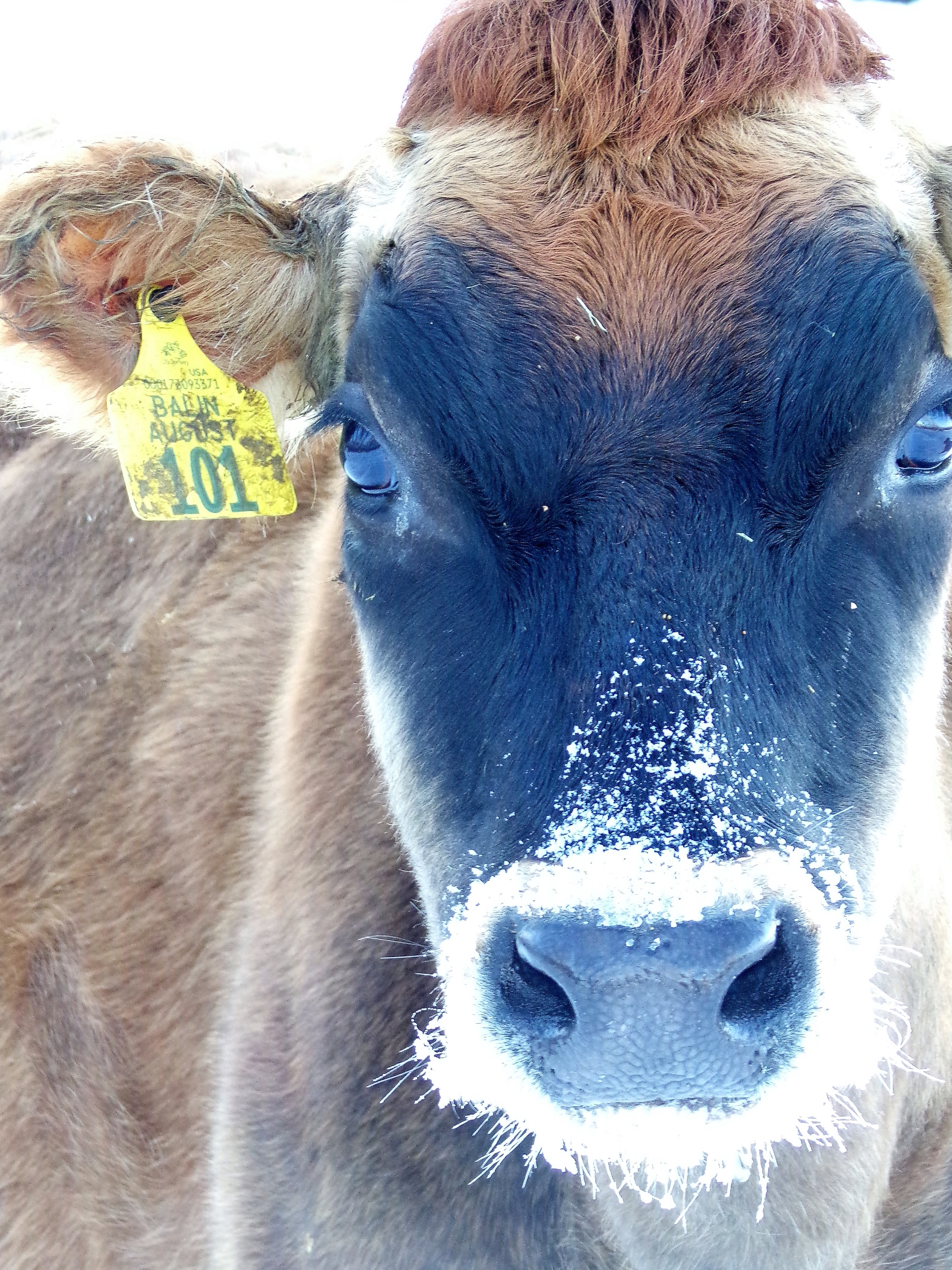 a jersey dairy cow stares at the camera