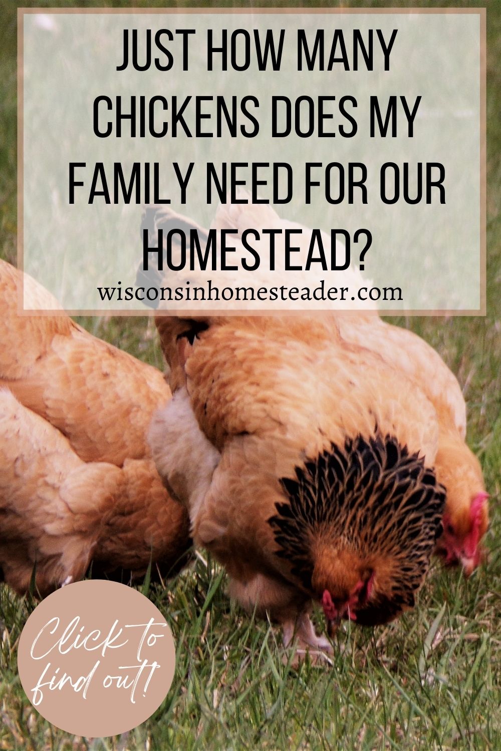 how many chickens does my family need for our homestead?