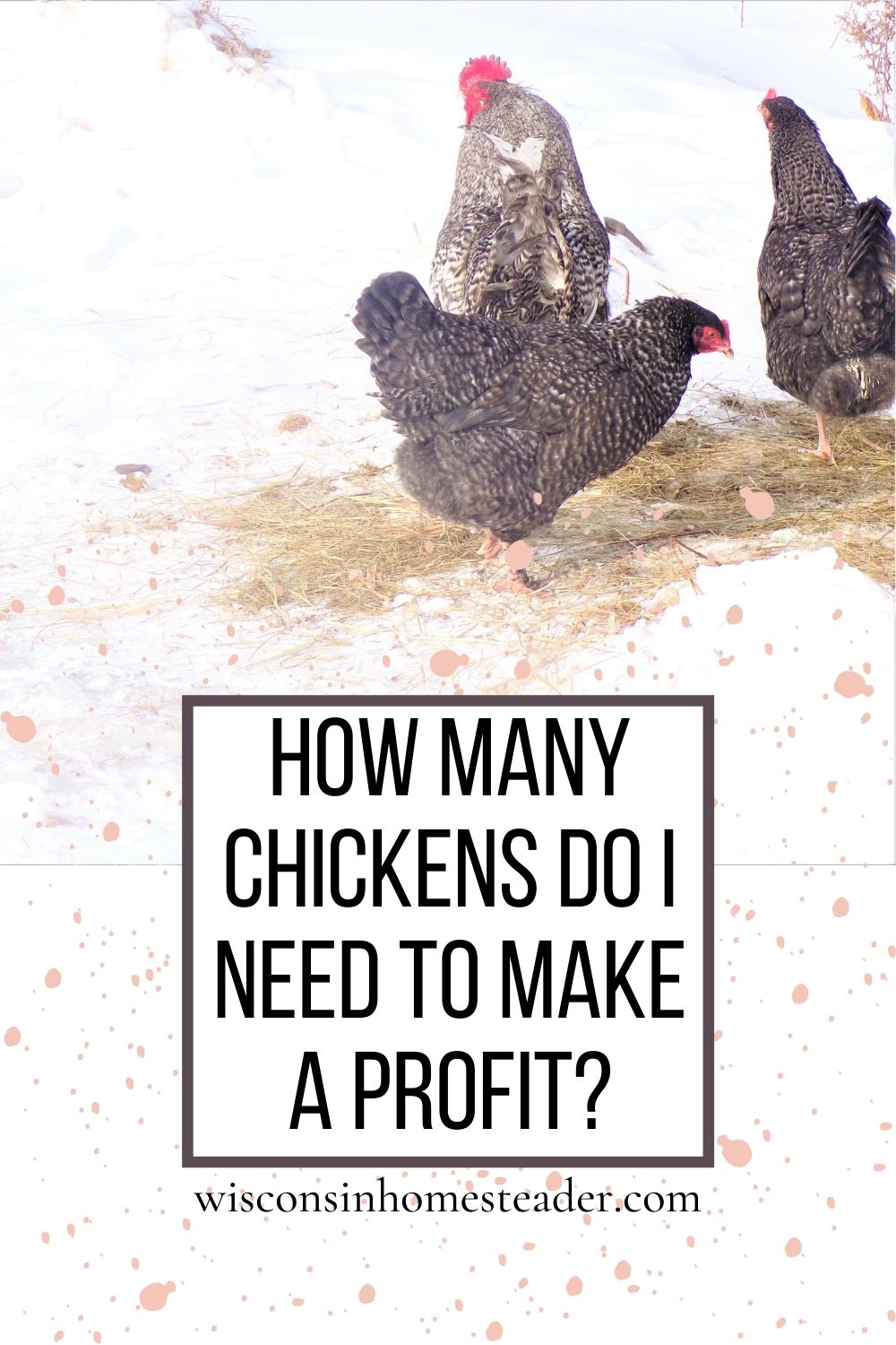 how many chickens do I need to make a profit?