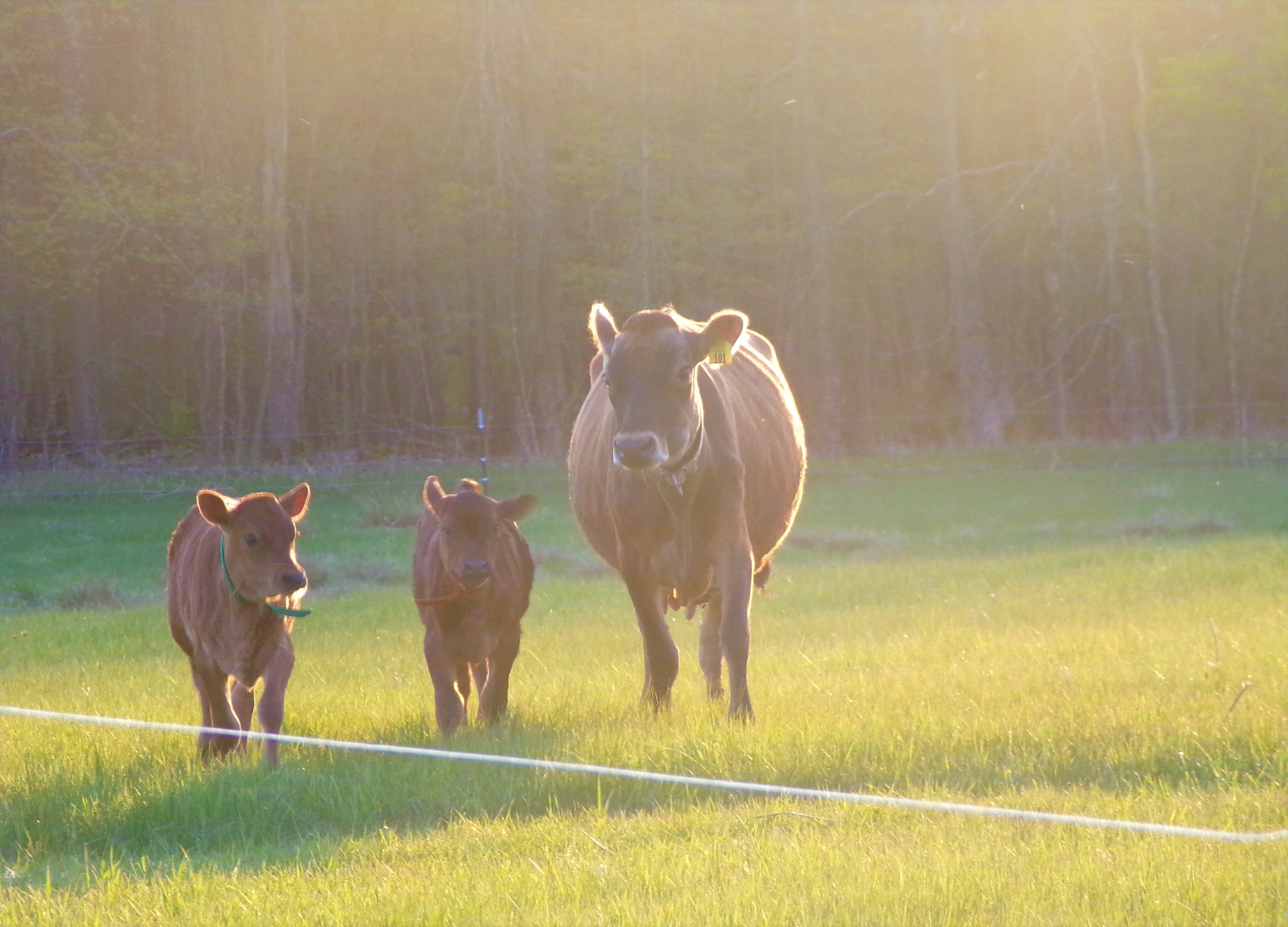 A Jersey family milk cow and her calf walk in a pasture