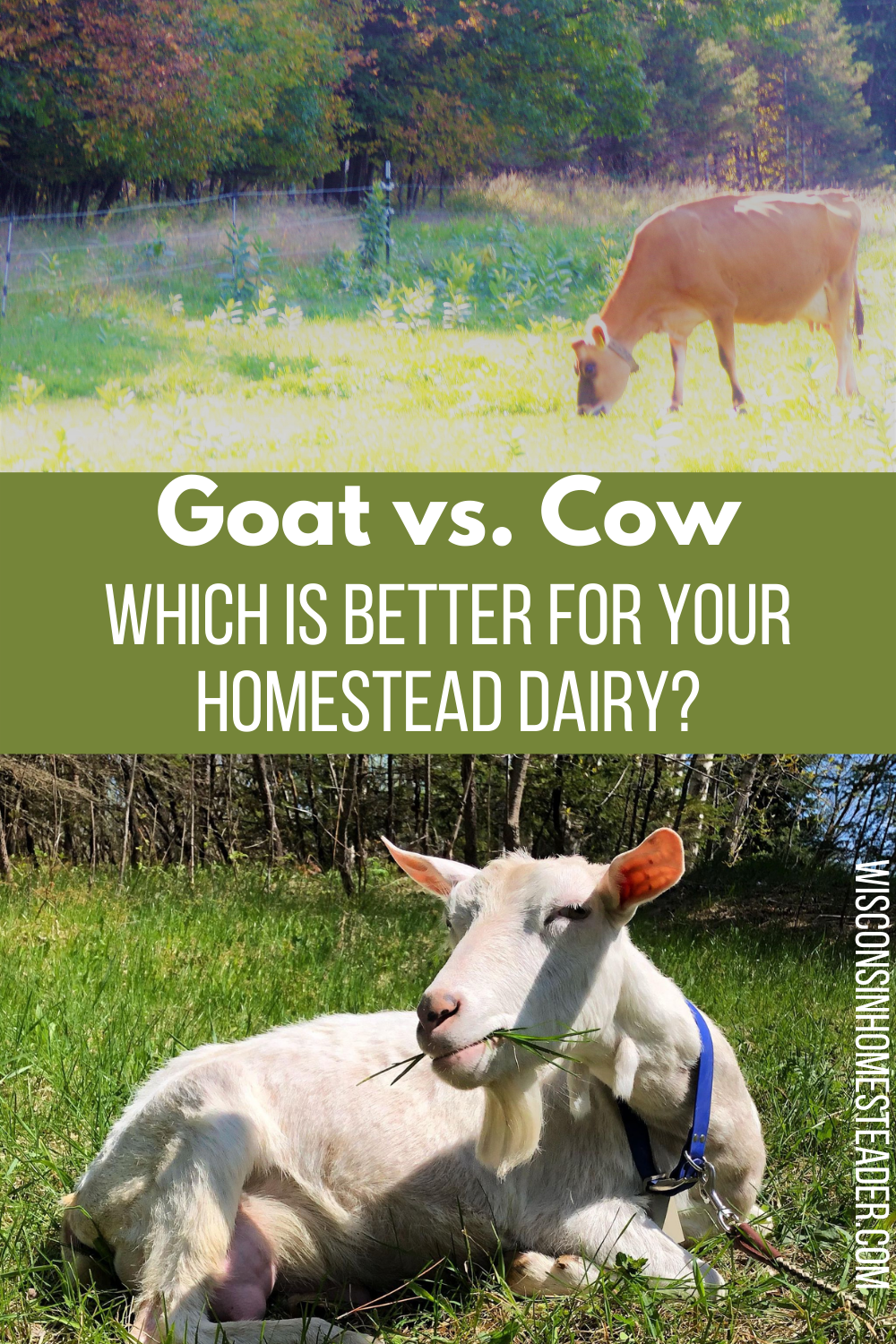 goat vs cow for homestead