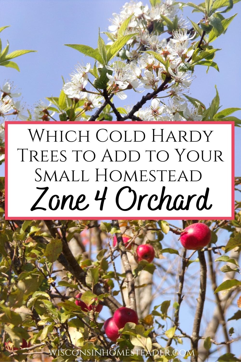 cold hardy apples and plum blossoms on a zone 4 homestead