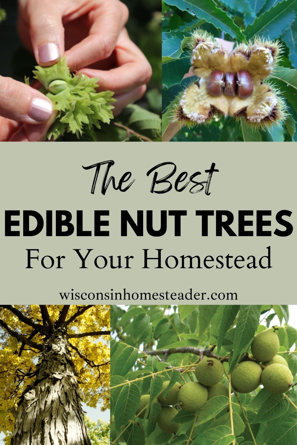 Edible nut trees to add to a homestead