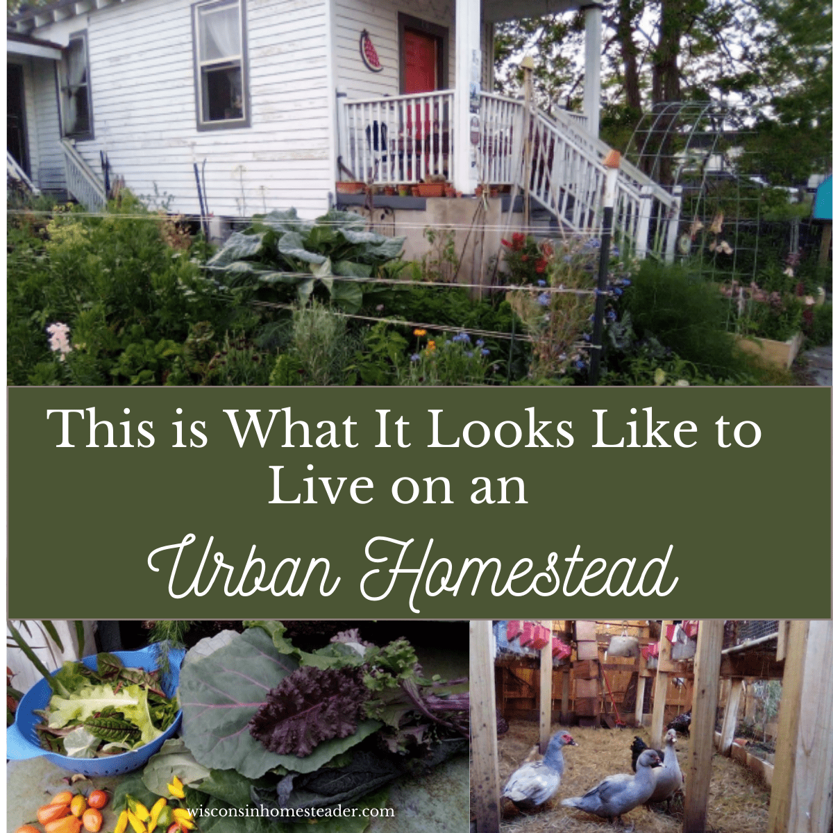 life on an urban homestead