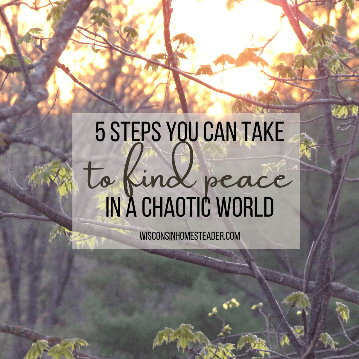 peace in chaos