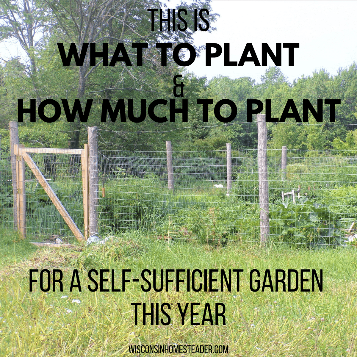 what to grow in a self-sufficient garden