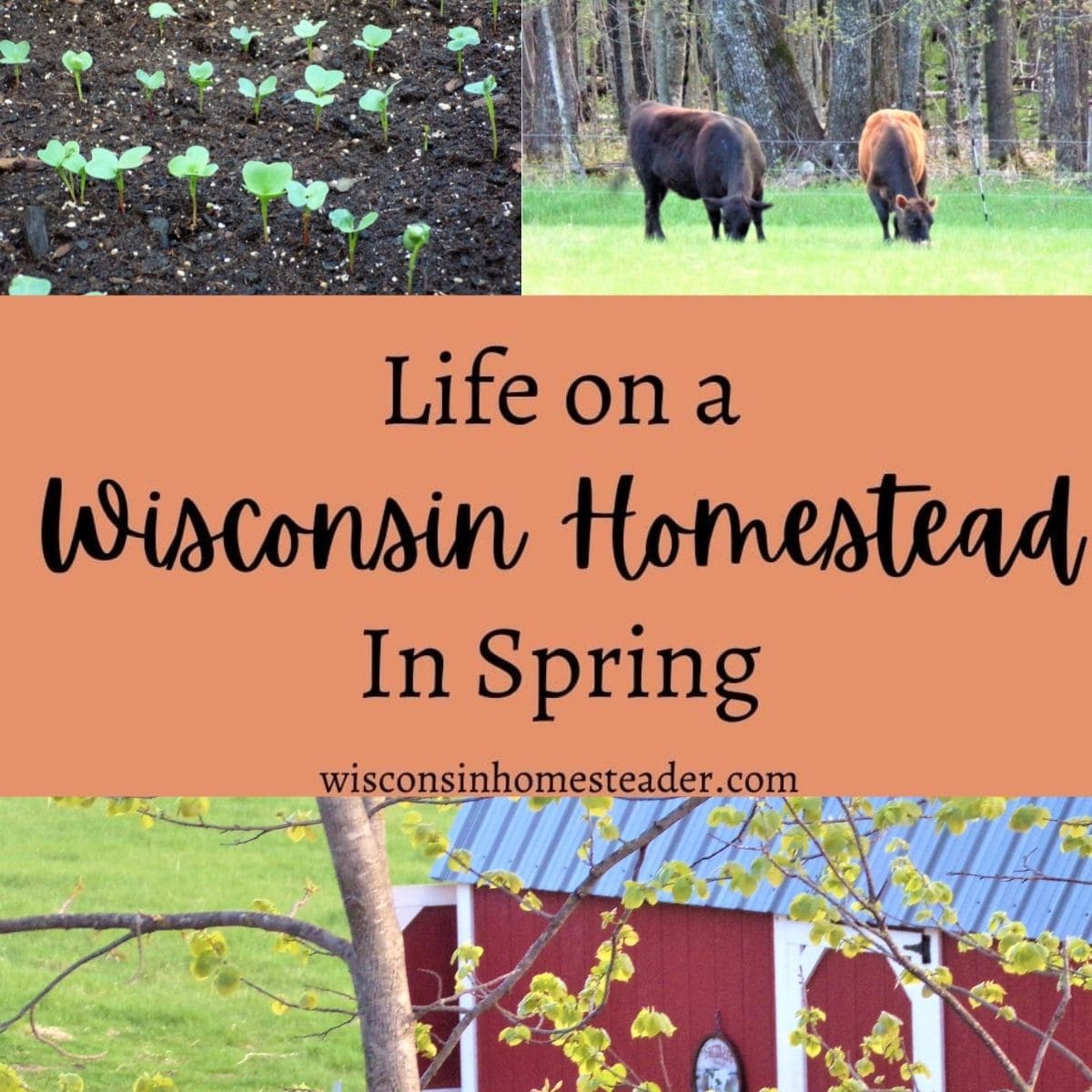 Wisconsin homestead in spring