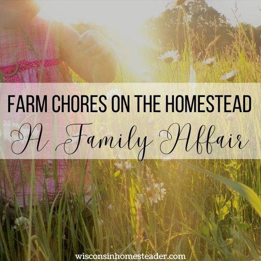 farm chores on the homestead