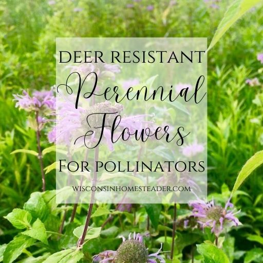 deer resistant perennial flowers