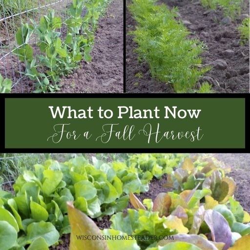 what to plant now for fall harvest