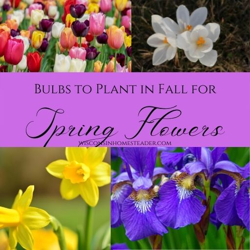 fall flowers to plant for spring