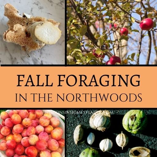 fall foraging in wisconsin brings mushrooms, berries, apples, plums, and nuts