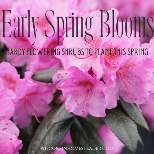 Bright pink flower with title "early spring blooms" across the image