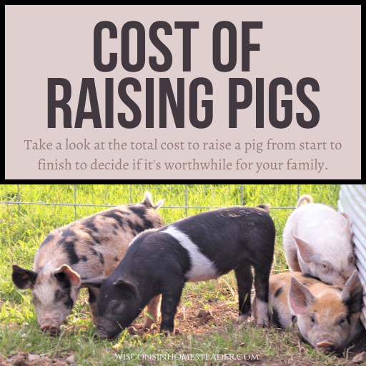 Pigs forage in a pasture with the banner "Cost of Raising Pigs" across the top.