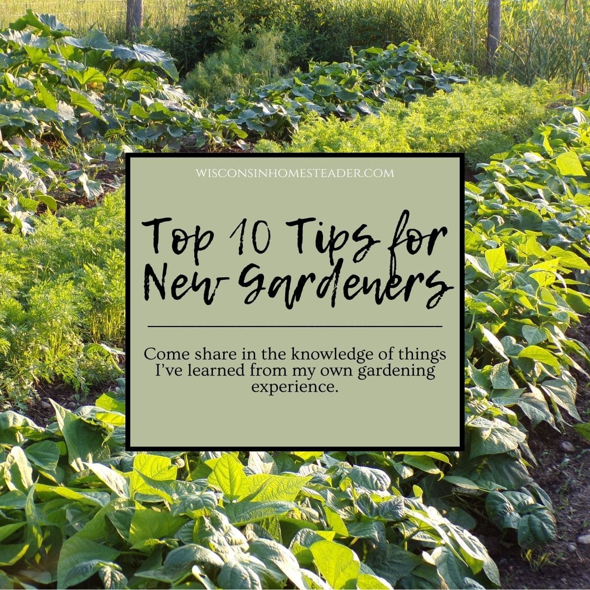 top 10 tips for gardeners banner sits in front of a garden scene